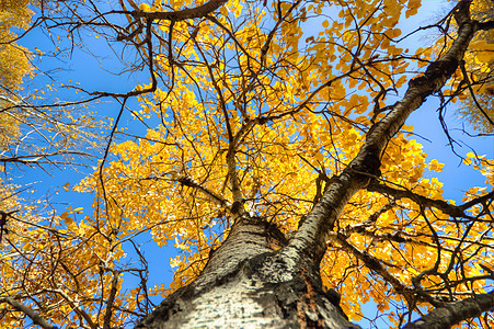 森林树木季节蓝色植物场景晴天木头墙纸环境阳光美丽的高清图片素材