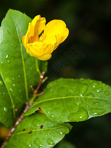 米奇老鼠种植花植物群植物花瓣叶子农业热带植物学奢华图片