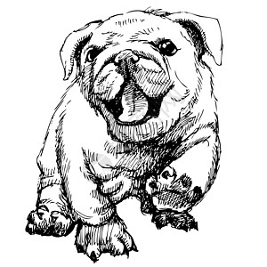 斗牛犬绘画哺乳动物朋友犬类动物插图猎犬手绘小狗图片