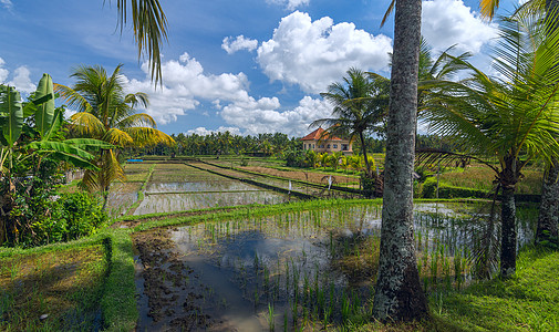 阳光夏日在巴厘的乌布德镇(Bali)水稻田上的房子图片