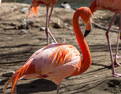 火烈哥公园团体粉色风景生活反射鸟类旅行荒野野生动物图片