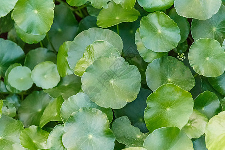 池塘中的莲叶叶公园绿色植物植物学美丽百合环境花园叶子图片