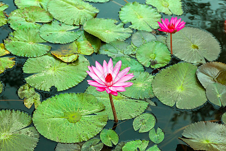池塘里的百合水叶子荷花绿色植物群植物学公园花园植物粉色美丽图片