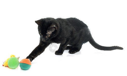 年轻黑小黑小猫黑色动物宠物玩具工作室滚动老鼠图片