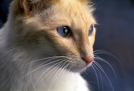 猫宠物猫科动物哺乳动物蓝色小猫冠军猫咪头发纯品种毛皮图片