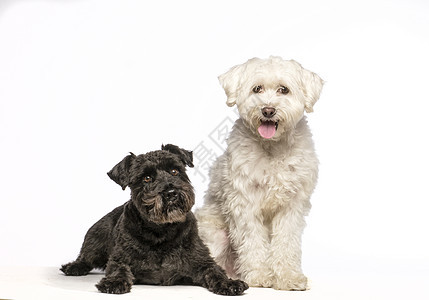 黑白狗白色小狗朋友动物宠物犬类工作室背景图片