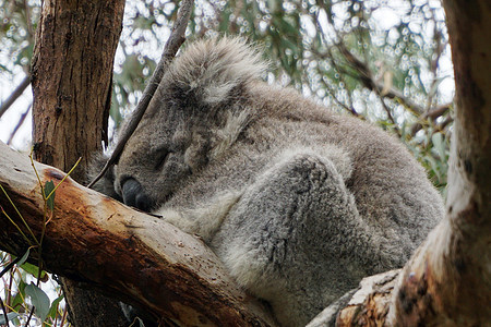 澳大利亚Koala Bear妈妈毛皮动物野生动物婴儿桉树森林木头母亲生活图片