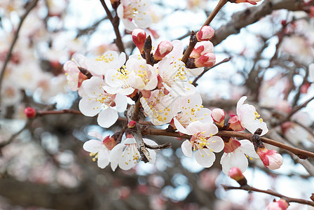 杏仁树粉红色花朵宏观植物生活蓝色太阳季节水果天空花瓣公园图片