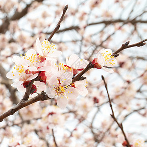 杏仁树粉红色花朵花瓣公园水果植物群蓝色植物学太阳季节晴天生活图片