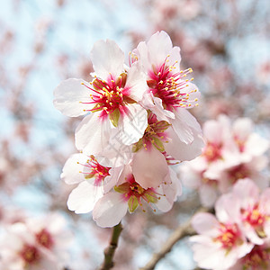 杏仁树粉红色花朵生活太阳植物学公园植物水果晴天天空花园花瓣图片