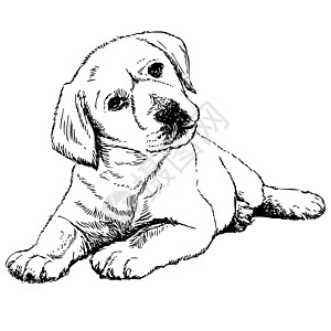 拉布拉多检索狗毛小狗猎犬犬类插图朋友哺乳动物手绘友谊动物图片