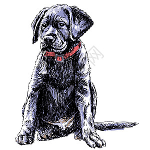 拉布拉多检索小狗手绘哺乳动物朋友动物插图绘画狗毛犬类友谊图片
