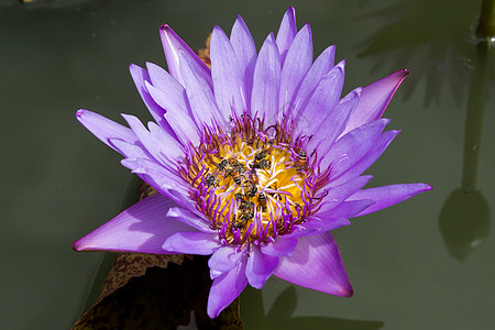 采集蜂蜜的蜜蜂昆虫团队野生动物花粉植物群花蜜花园宏观花瓣背景图片