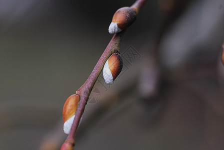 基底  春天的符号枝条小枝背景图片