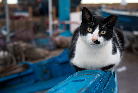 黑猫和白猫动物猫咪头发爪子黑色猫科哺乳动物眼睛小猫宠物图片