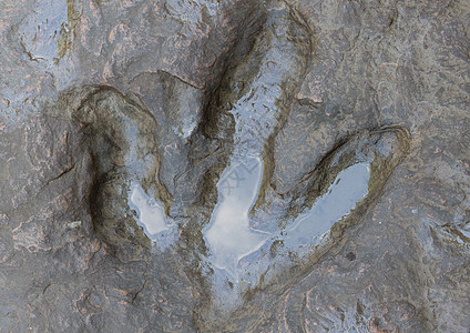 泰国恐龙足迹的真实详细信息曲目爬虫岩石积分打印脚印脑油踪迹捕食者手指图片