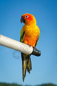 美丽多彩的鹦鹉 太阳堡垒羽毛黄色异国绿色金子白色热带动物群橙子宠物图片