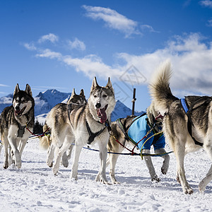 赛速赛中的滑雪狗动物犬类团体雪橇跑步团队运动宠物场地旅行图片
