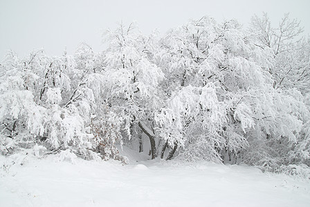 冬季森林小路气候旅行暴风雪公园天气国家场景天空木头图片