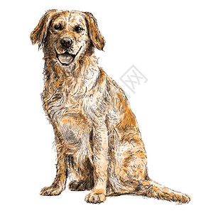 拉布拉多检索猎犬小狗绘画插图哺乳动物友谊犬类手绘朋友动物图片
