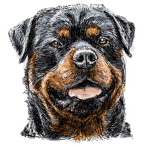 洛特韦勒语Name手绘狗毛犬类哺乳动物朋友绘画动物小狗友谊插图图片