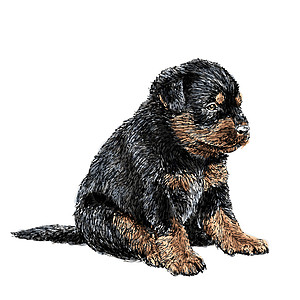 洛特韦勒语Name动物朋友友谊插图哺乳动物犬类小狗手绘狗毛绘画图片
