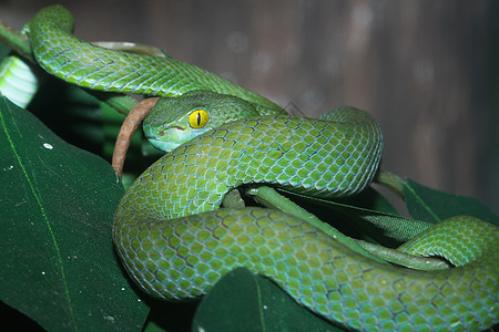 林中蛇(绿坑毒蛇)图片