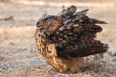 萨勒尔多Tempo中世纪节猫头鹰土地野生动物羽毛地面动物防御荒野棕色姿态图片