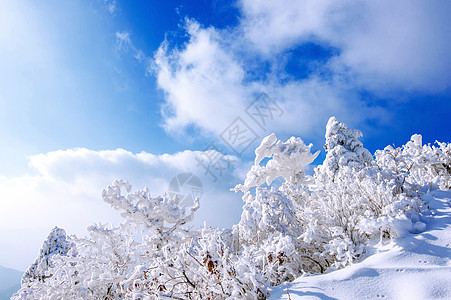 矢量山冬雪和清晨雾笼罩着德雨山故事公园天气风景国家爬坡太阳海雾晴天墙纸背景