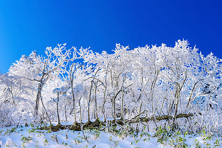 美丽的冬季风景 树木覆盖着白雪和圆珠图片