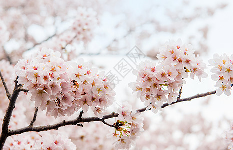 Backgroun 科雷亚的樱花季节节日花园植物学压痛植物群水果图片