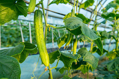 园中的黄瓜叶子黄色园艺温室环境绿色食物植物生长蔬菜图片