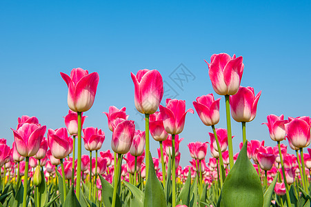 多彩的郁金香 春天的郁金香射线场地花瓣叶子草地紫色植物公园蓝色野花图片