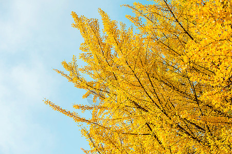 Ginkgo 树叶黄色公园植物金子叶子生活季节图片