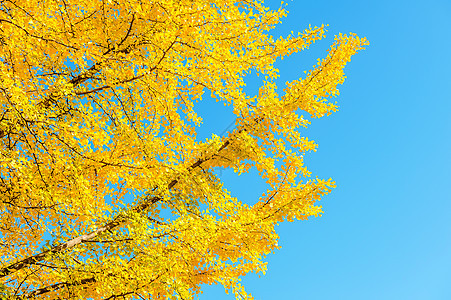 Ginkgo 树叶公园植物金子季节生活黄色叶子图片