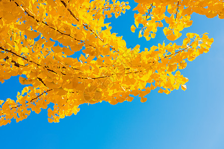 Ginkgo 树叶植物生活公园黄色金子叶子季节图片