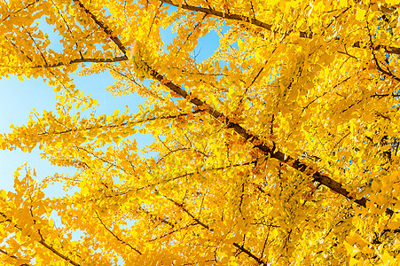Ginkgo 树叶生活植物黄色公园叶子季节金子图片