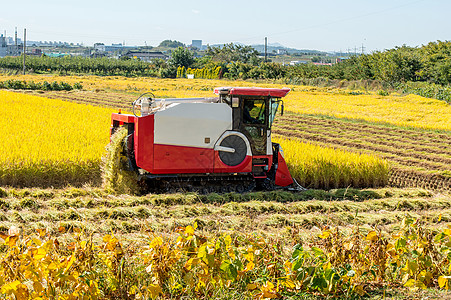 收割时在稻田的合并收获器收割机收获机械场地谷物收成拖拉机机器稻草粮食图片