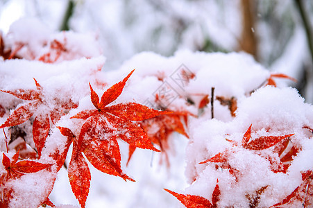 南韩雪地覆盖红瀑布雪花灾害童话果园降雪意外淋浴美丽叶子苦恼背景图片