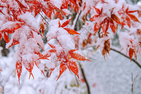 南韩雪地覆盖红瀑布季节橡木降雪灾害森林雪花意外场景童话叶子背景图片