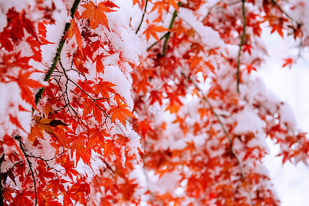 南韩雪地覆盖红瀑布天气童话叶子降雪灾难果园苦恼公园车道场景背景图片