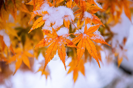 南韩雪地覆盖红瀑布淋浴美丽森林童话灾害叶子果园季节意外苦恼背景图片