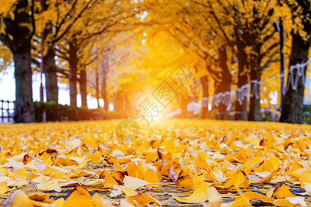 秋天的一条街上落叶图片