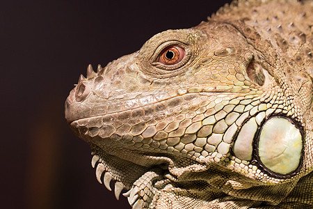 绿蜥蜴休息室的近距离特写眼睛爬行动物绿色冒充鬣蜥爬虫图片
