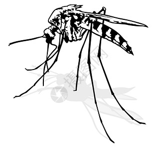 蚊虫吮吸刺激性疟疾感染绘画动物群害虫宏观寄生虫动物图片