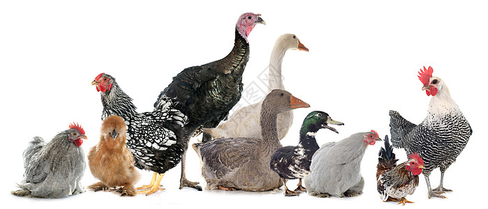一组家禽食物农场男性感恩女性动物黑色母鸡鸭子公鸡图片