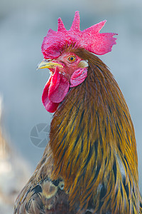 公鸡的肖像形目大道波峰动物梳子羽毛账单动物群图片