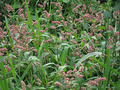 结节叶子植物花朵物种背景图片