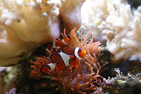 小丑鱼小丑海洋热带水族馆情调白色动物海葵条纹野生动物图片