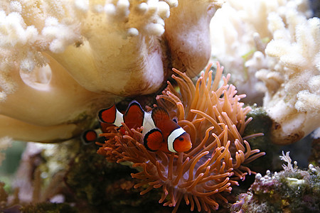 小丑鱼珊瑚橙子热带白色宏观异国情调小丑条纹海洋背景图片